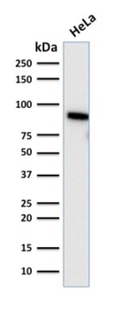 TLE1 Antibody