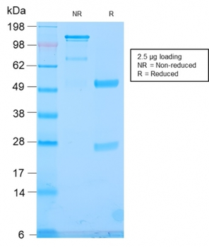 TLE1 Antibody
