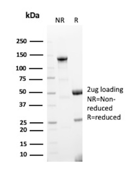 TLE1 Antibody
