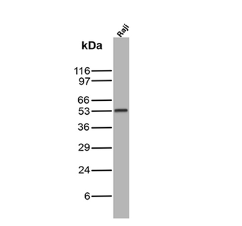 TP53 Antibody