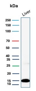 TTR Antibody