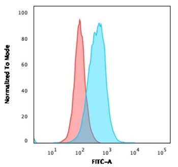 TYMS Antibody