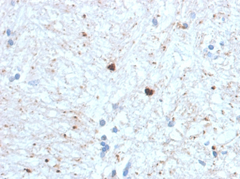 UBB Antibody