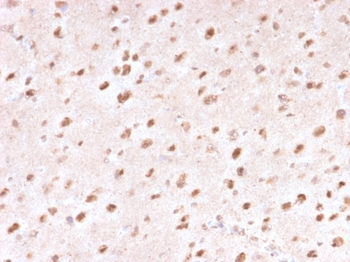 UBB Antibody