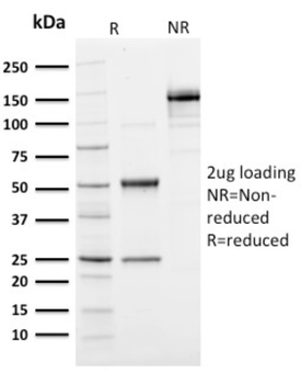 UBB Antibody
