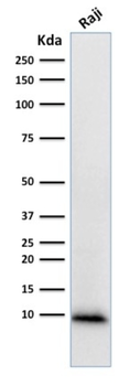 UBB Antibody