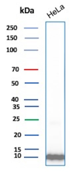 UBB Antibody
