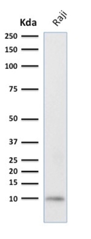 UBB Antibody