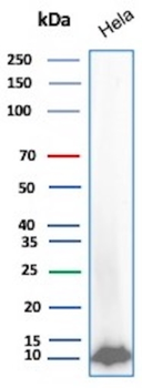 UBB Antibody