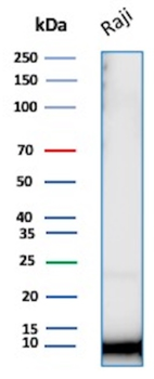 UBB Antibody