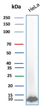 UBB Antibody