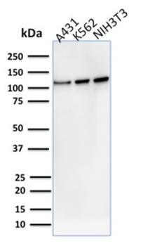 VCL Antibody