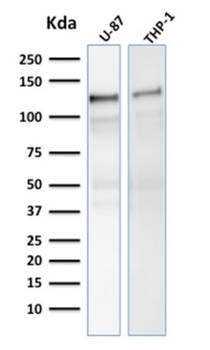VCL Antibody