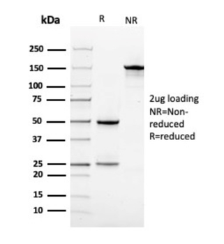 VCL Antibody