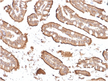 VIL1 Antibody