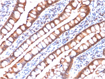 VIL1 Antibody