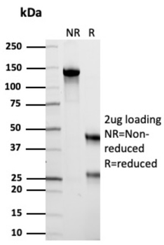 VIL1 Antibody
