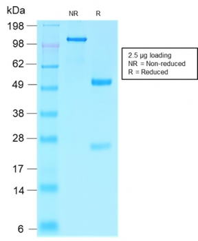 VIL1 Antibody