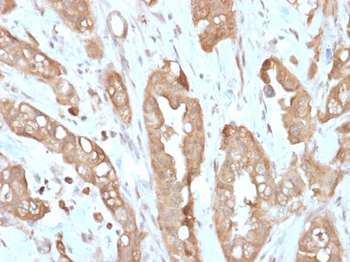 VIL1 Antibody