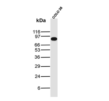 VIL1 Antibody
