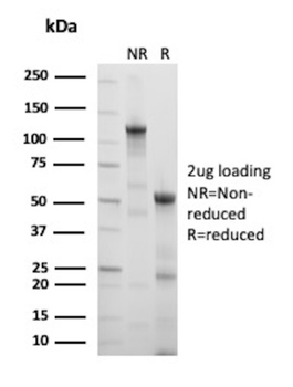 VIL1 Antibody