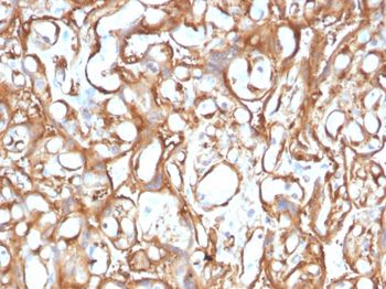 EZR Antibody