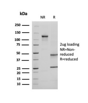 EZR Antibody