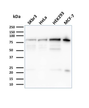 EZR Antibody