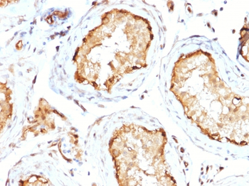 YWHAE Antibody