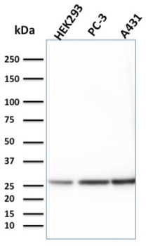 YWHAE Antibody