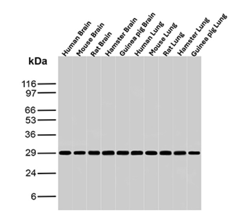 YWHAE Antibody