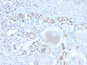 PAX8 Antibody