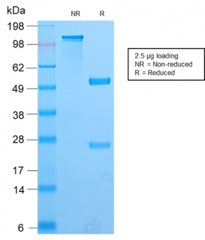 PAX8 Antibody