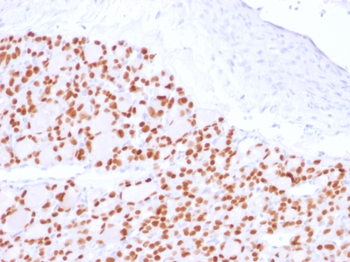 PAX8 Antibody