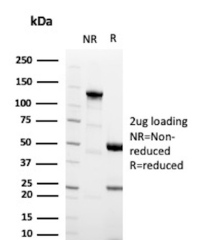PAX8 Antibody