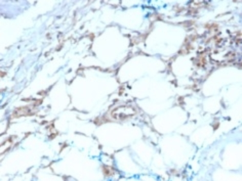 CALB2 Antibody