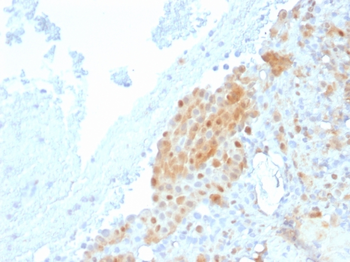 CALB2 Antibody