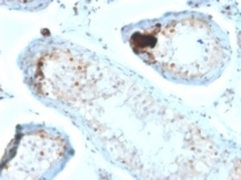 CALB2 Antibody