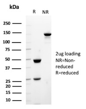 VTCN1 Antibody