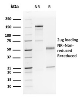TP63 Antibody