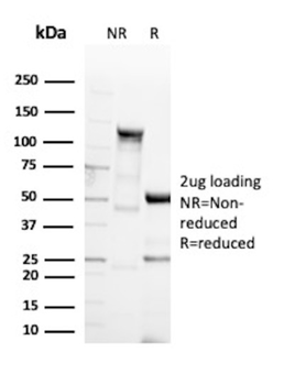 BCL10 Antibody