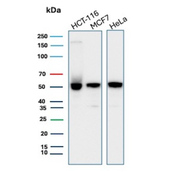 CCNE1 Antibody