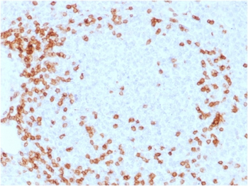 CD3E Antibody
