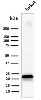 CD3E Antibody