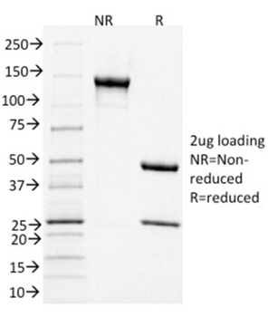 CD3E Antibody