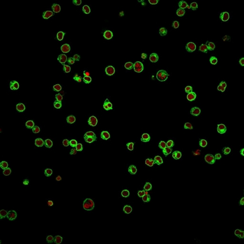 CD3E Antibody