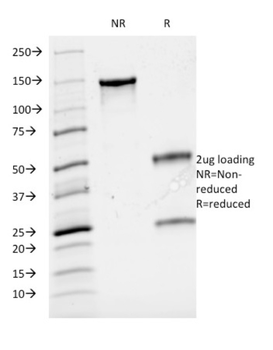 CD3E Antibody