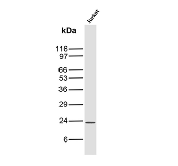 CD3E Antibody