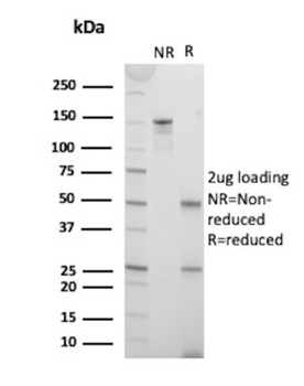 CD3E Antibody