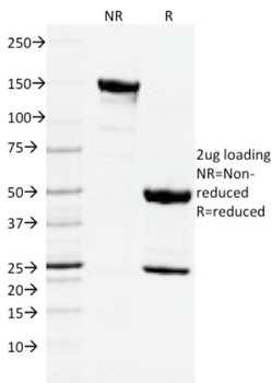 CD3E Antibody